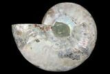 Agatized Ammonite Fossil (Half) - Madagascar #88249-1